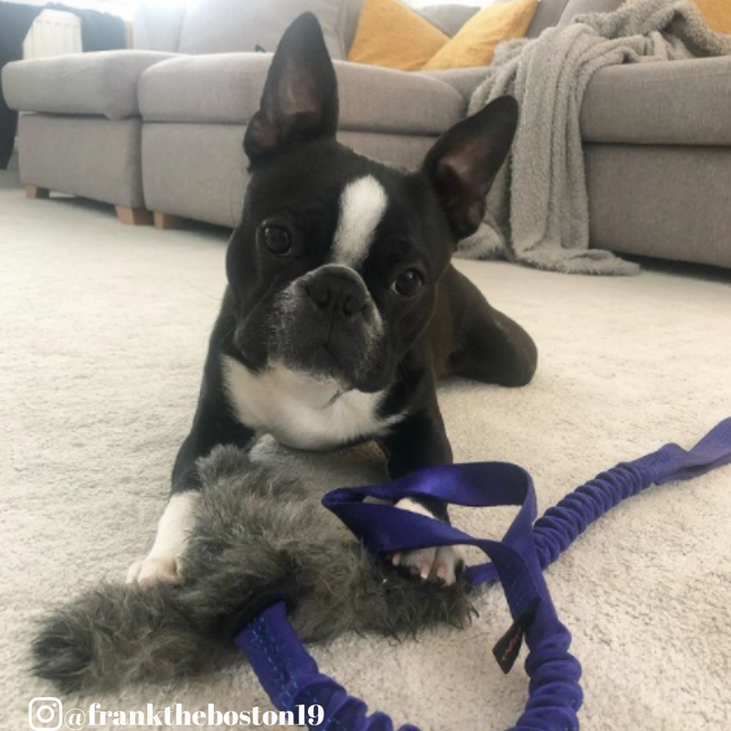 Why Your Dog Needs A Tug Toy! - k9culture