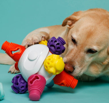 dog playing dog brain toy 