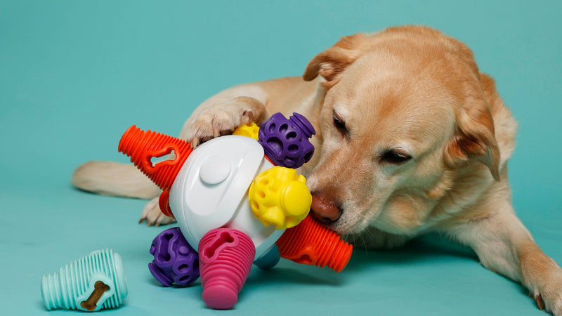 dog playing dog brain toy 