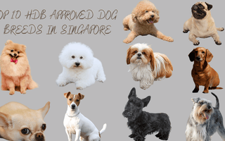 singapore hdb approved dog 