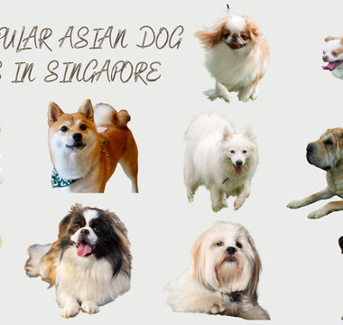 10 popular dogs in singapore 