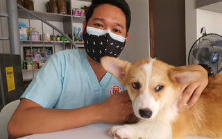 vet and dog in the clinic 