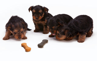 4 puppies looking at dog treats