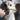 Dog enjoying Ostrich Short Tendons natural treat — Knine Culture