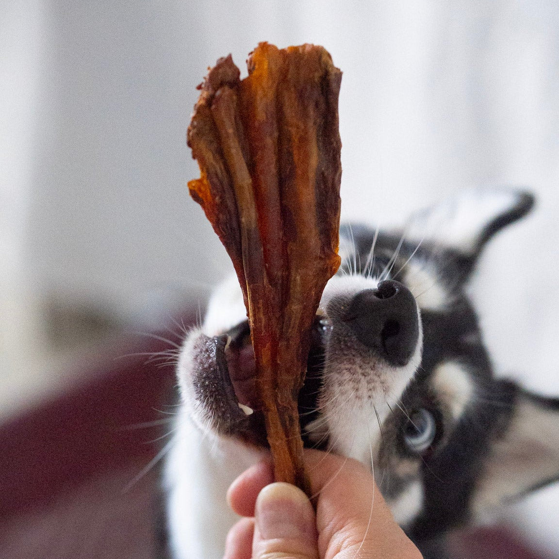 Ostrich Fan Tendon- single ingredient chew, natural treat for dogs