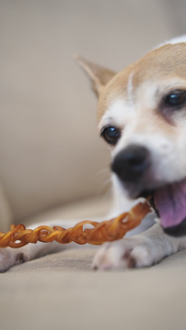 dog chewing ostrich braided tendon