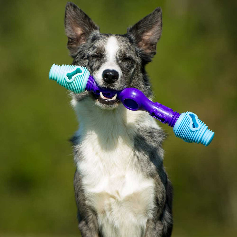 The Dentist - Gentle Dog Toys - k9culture K9 Connectables